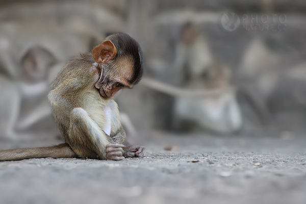 Makak jávský (Macaca fascicularis), Thajsko